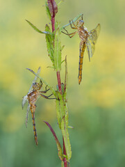Beautiful nature scene with Keeled skimmer (Orthetrum coerulescens). Macro shot of Keeled skimmer (Orthetrum coerulescens) flower. Keeled skimmer (Orthetrum coerulescens) in the nature habitat.