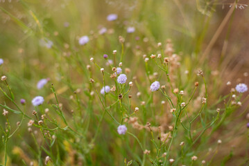Wildflowers in the Australian outback