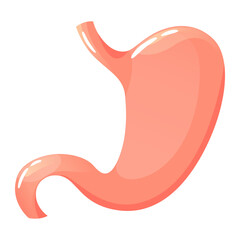 Human stomach. Anatomy of digestion internal organ