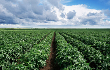 Expansive green farmland under a bright blue sky with clouds