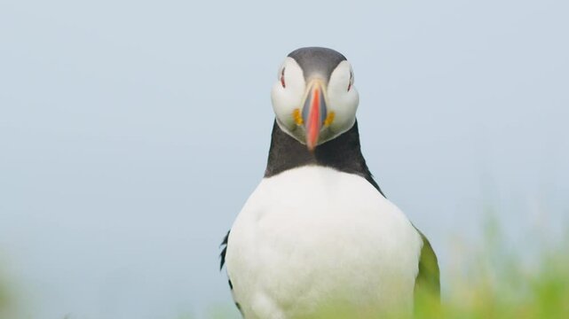 Close up of Puffin shaking its head and looking around, Scotland. Handheld