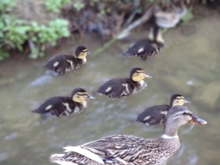 Famille de canards