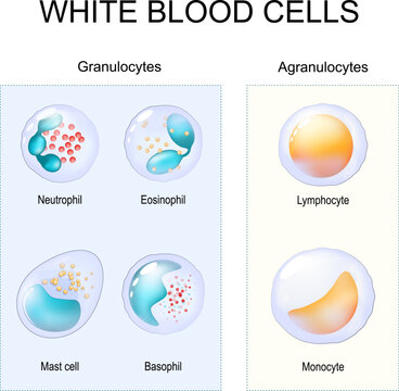 Types of leukocytes. Granulocytes and Agranulocytes. White blood cells.