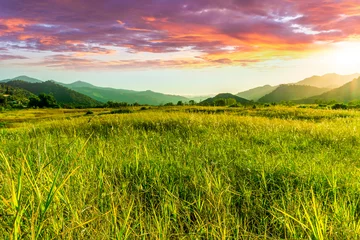 Gardinen summer of spring landscape of green grass meadow with great beautiful mountains and awersome golden cloudy sunset © Yaroslav