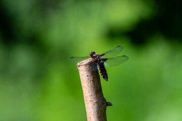 Flachbauch Libelle