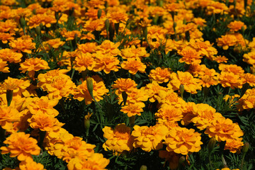 Orange flowers in the park