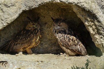 Grand duc d'Europe, nid,.Bubo bubo, Eurasian Eagle Owl