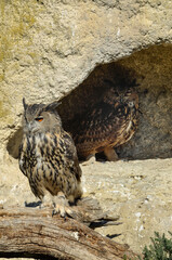 Grand duc d'Europe, nid,.Bubo bubo, Eurasian Eagle Owl