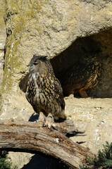 Grand duc d'Europe, nid,.Bubo bubo, Eurasian Eagle Owl