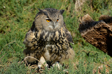 Grand duc d'Europe, .Bubo bubo, Eurasian Eagle Owl