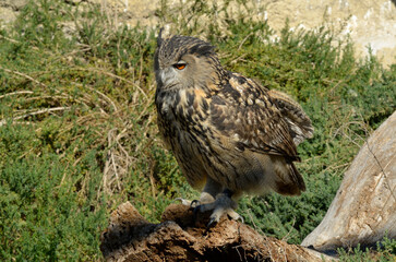 Grand duc d'Europe, .Bubo bubo, Eurasian Eagle Owl