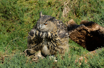 Grand duc d'Europe, .Bubo bubo, Eurasian Eagle Owl