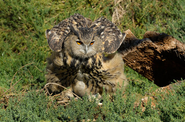 Grand duc d'Europe, .Bubo bubo, Eurasian Eagle Owl