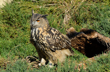 Grand duc d'Europe, .Bubo bubo, Eurasian Eagle Owl