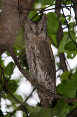Petit  duc africain, Hibou petit duc, Otus scops, Eurasian Scops Owl