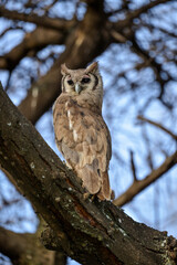 Grand duc de Verreaux,.Ketupa lactea, Verreaux's Eagle Ow