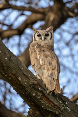 Grand duc de Verreaux,.Ketupa lactea, Verreaux's Eagle Ow