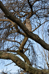 Grand duc de Verreaux,.Ketupa lactea, Verreaux's Eagle Ow