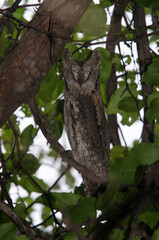 Petit  duc africain, Hibou petit duc, Otus scops, Eurasian Scops Owl
