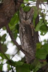 Petit  duc africain, Hibou petit duc, Otus scops, Eurasian Scops Owl