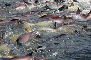 Many fish in the water. Freshwater fishing