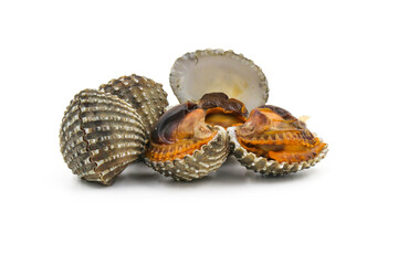 This is a close-up photo of a white background clam shell, commonly known as a cockle. seafood. This shell is often found on sandy.