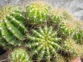 Small cactus with a spherical appearance like a barrel and has white, hard, pointed needles. Tangthong is a plant in the cactus group. Native to Mexico, it is a very popular type of cactus.