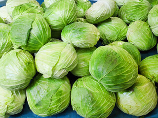 Fototapeta premium fresh city sprouts