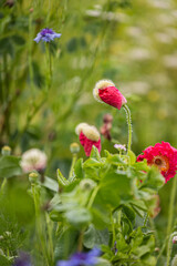 Obraz premium Knospe einer Mohnblume