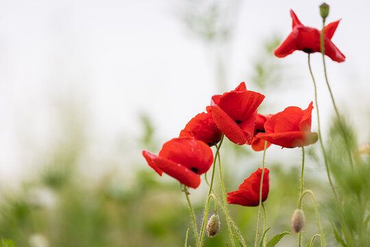 Blume - Mohnblume - Landwirtschaft