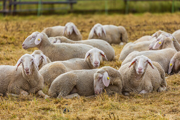 Das Schaf und Ihre Wolle