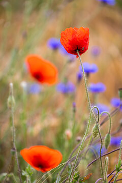 &Ouml;kologische Kornblumenwiese mit Mohnblume