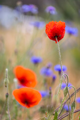 Blumenwiese mit Mohnblume und Kornblumen