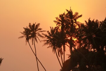 Coconut palm trees silhouette at sunset. Tropical nature