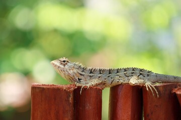 A spiky Garden Lizard in its natural habitat on the fence in the garden.