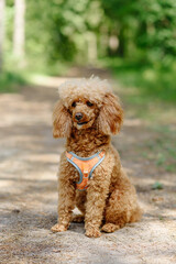 red poodle walks in park with owner, red dog sitting on ground, green trees in background, dogwalking concept, vertical
