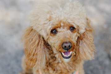 red poodle walks in park with owner, red dog looking at owner, tongue out, dogwalking concept