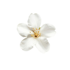 Fototapeta premium Close-up of a beautiful white flower with delicate petals and a yellow center, isolated on a white background. Ideal for botanical projects.