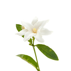 Obraz premium Close-up of a beautiful white jasmine flower with green leaves, isolated on a white background, showcasing its delicate petals and natural elegance.