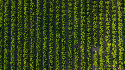 Naranjos vista aerea cenital. Vista de dron