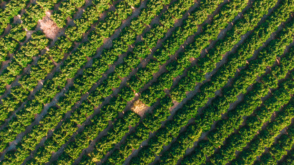 Naranjos vista aerea cenital. Vista de dron