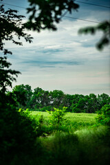 green forest in the morning