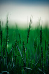 wheat field in the morning