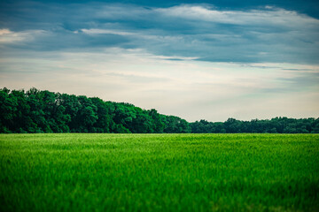Obraz premium Field of wheat around with forest . Green field . Sunset over the forest and field . Beautiful nature . Sunner landscape . Road on tge field , landscape with wheat . Golden sky and green leafs 
