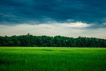 Obraz premium Field of wheat around with forest . Green field . Sunset over the forest and field . Beautiful nature . Sunner landscape . Road on tge field , landscape with wheat . Golden sky and green leafs 