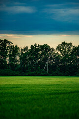 Field of wheat around with forest . Green field . Sunset over the forest and field . Beautiful nature . Sunner landscape . Road on tge field , landscape with wheat . Golden sky and green leafs 