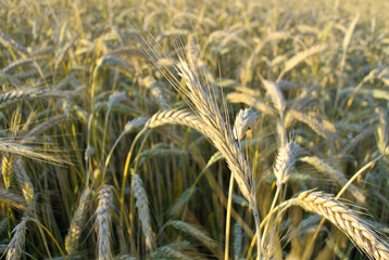 Yellow green wheat on the field, ripening wheat.
