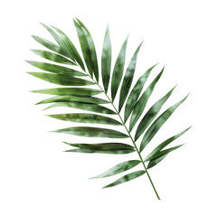 A single green palm leaf with detailed texture and vibrant color isolated on a white background, perfect for botanical and nature projects.