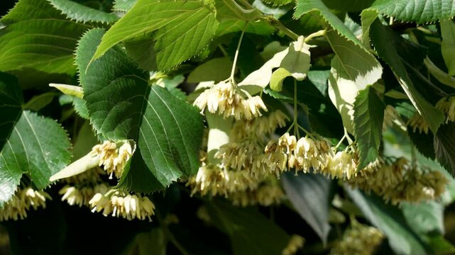 Delicate fragrant Linden or Basswood tree flower in june. Healing blossom on a flowering summer plant branch