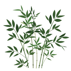 Fototapeta premium Illustration of green bamboo plant with slender leaves, isolated on a transparent background. Perfect for nature and botanical designs